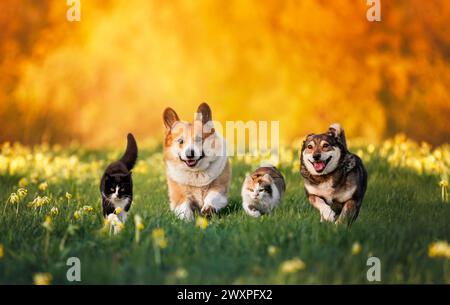 amis mignons à fourrure deux chats et deux chiens joyeux courent ensemble à travers une prairie verte par un jour de printemps ensoleillé Banque D'Images