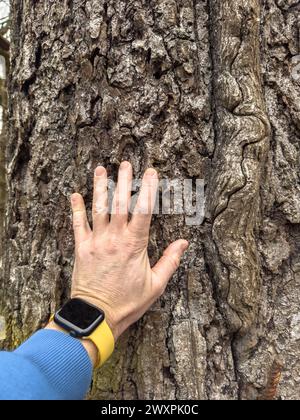 La main d'un homme touche le tronc d'un immense arbre dans le parc, un homme porte un sweat à capuche bleu, une smartwatch avec une sangle jaune sur son bras Banque D'Images