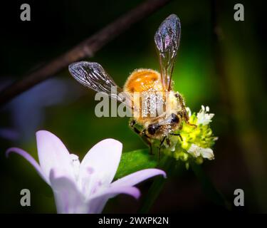 Une abeille au miel occupée extrait le nectar d'une fleur sauvage dans cette image macro. Banque D'Images