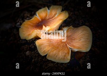 Les champignons poussent sur un arbre dans une zone boisée du parc national des Everglades. Banque D'Images