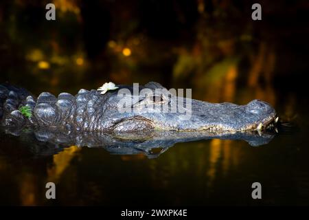 Un grand alligator dérive le long d'un ruisseau dans le parc national des Everglades. Banque D'Images