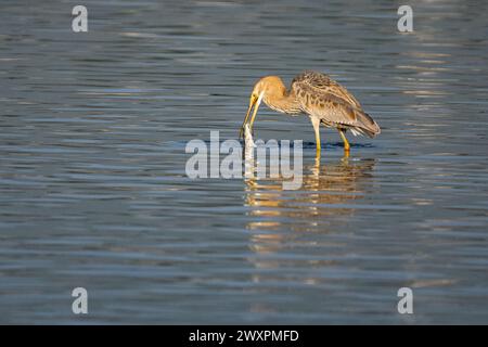 Héron violet (Ardea purpurea) attrapant un poisson Banque D'Images