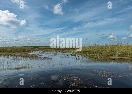 Everglades, Floride, États-Unis - 29 juillet 2023 : large paysage marécageux sous un paysage nuageux bleu. Eau sombre et ceinture à roseaux vert-jaune Banque D'Images