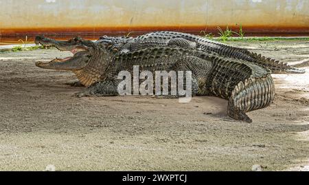 Everglades, Floride, États-Unis - 29 juillet 2023 : gros plan, alligator sur la terre avec mâchoires ouvertes. Deuxième partiellement caché derrière Banque D'Images