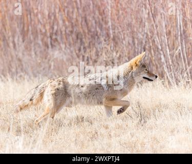 Un coyote cherche un repas au refuge national Bosque del Apache, Nouveau-Mexique. Banque D'Images