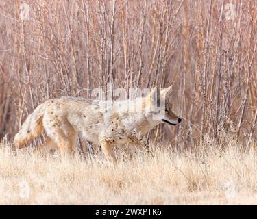 Un coyote cherche un repas au refuge national Bosque del Apache, Nouveau-Mexique. Banque D'Images