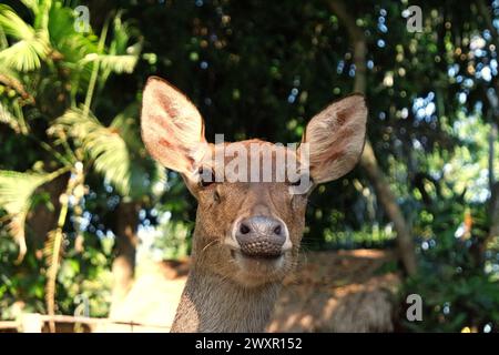 Une espèce non identifiée de cerfs (rusa) est photographiée au zoo de Bali à Singapadu, Sukawati, Gianyar, Bali, Indonésie. Banque D'Images