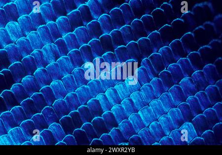 Échelles Morpho Butterfly Wing agrandies à 40x Banque D'Images
