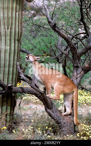 Mountain Lion (Felis concolor), Arizona Banque D'Images