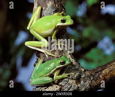 Grenouilles vertes américaines (Hyla cinerea) Banque D'Images