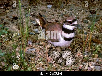 Killdeer (Charadrius vociferus) nichant avec des œufs. Banque D'Images