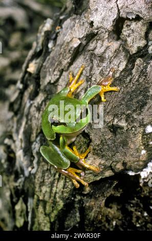 PIN Barrens Tree Frog (Hyla andersoni), New Jersey, États-Unis Banque D'Images