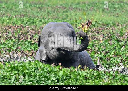 Guwahati. 1er avril 2024. Un éléphant d'Asie est vu dans la zone humide de Khamrenga à la périphérie de la ville de Guwahati dans l'État indien d'Assam, au nord-est du pays, le 1er avril 2024. Crédit : Str/Xinhua/Alamy Live News Banque D'Images