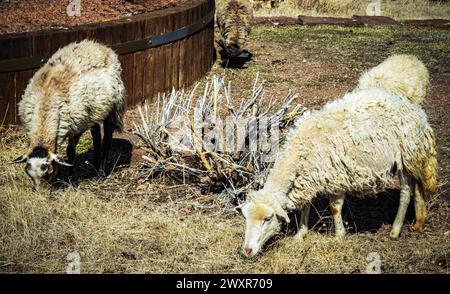 Les chèvres mangent de l'herbe dans le soleil de l'après-midi avec beaucoup de satisfaction. Banque D'Images