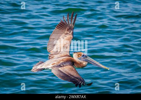 Brown Pelican vole à basse altitude au-dessus de l'eau du golfe du Mexique dans le parc du comté de Fort DeSoto en particulier Petersburg, Floride. Banque D'Images