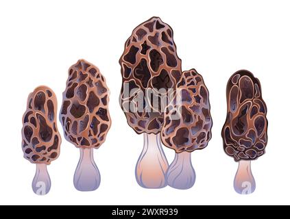 Ensemble de morilles brunes dessinées artistiquement, délicieuses, détaillées et isolées sur fond blanc. Champignon morille. Illustration de Vecteur