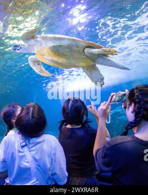 Chiang mai, Thaïlande. 01st Apr, 2024. Les visiteurs regardent une tortue de mer nager à Chiang mai Zoo Aquarium, à Chiang mai. Le Chiang mai Zoo Aquarium il y a un tunnel souterrain dans le bâtiment qui est un tunnel d'eau douce et un tunnel maritime et reliés entre eux par un chemin de marche automatique et est le plus long en Asie du Sud-est et la longueur totale est de 133 mètres. La longueur du tunnel maritime est de 66,5 mètres et le tunnel d'eau douce est de 66,5 mètres. Crédit : SOPA images Limited/Alamy Live News Banque D'Images