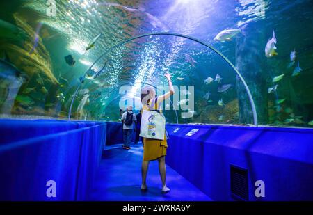 Chiang mai, Thaïlande. 01st Apr, 2024. Un visiteur prend des photos des différents poissons à Chiang mai Zoo Aquarium, à Chiang mai. Le Chiang mai Zoo Aquarium il y a un tunnel souterrain dans le bâtiment qui est un tunnel d'eau douce et un tunnel maritime et reliés entre eux par un chemin de marche automatique et est le plus long en Asie du Sud-est et la longueur totale est de 133 mètres. La longueur du tunnel maritime est de 66,5 mètres et le tunnel d'eau douce est de 66,5 mètres. Crédit : SOPA images Limited/Alamy Live News Banque D'Images