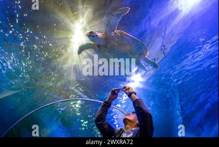 Chiang mai, Thaïlande. 01st Apr, 2024. Un visiteur prend une photo d'une tortue de mer nageant à Chiang mai Zoo Aquarium, à Chiang mai. Le Chiang mai Zoo Aquarium a rouvert ses portes aux touristes le 1er avril 2024, après plus d'un an de rénovation, un investissement de près de 30 millions de bahts a été fait pour rénover à la fois l'extérieur et l'intérieur du bâtiment. le Chiang mai Zoo Aquarium il y a un tunnel souterrain dans le bâtiment qui est un tunnel d'eau douce et un tunnel de mer et reliés entre eux par chemin auto-marchant et est le plus long dedans Asie du Sud-est et longueur totale est de 133 mètres. Crédit : SOPA images Limi Banque D'Images