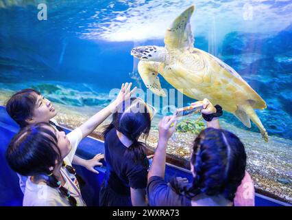 Chiang mai, Thaïlande. 01st Apr, 2024. Les visiteurs regardent une tortue de mer nager à Chiang mai Zoo Aquarium, à Chiang mai. Le Chiang mai Zoo Aquarium il y a un tunnel souterrain dans le bâtiment qui est un tunnel d'eau douce et un tunnel maritime et reliés entre eux par un chemin de marche automatique et est le plus long en Asie du Sud-est et la longueur totale est de 133 mètres. La longueur du tunnel maritime est de 66,5 mètres et le tunnel d'eau douce est de 66,5 mètres. Crédit : SOPA images Limited/Alamy Live News Banque D'Images