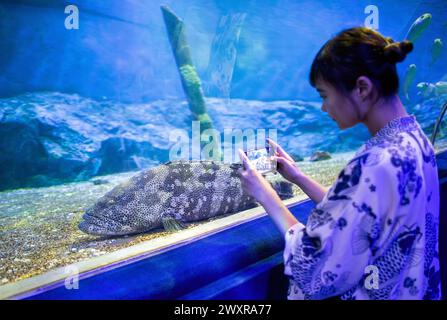 Chiang mai, Thaïlande. 01st Apr, 2024. Un visiteur prend une photo d'un poisson à Chiang mai Zoo Aquarium, à Chiang mai. Le Chiang mai Zoo Aquarium il y a un tunnel souterrain dans le bâtiment qui est un tunnel d'eau douce et un tunnel maritime et reliés entre eux par un chemin de marche automatique et est le plus long en Asie du Sud-est et la longueur totale est de 133 mètres. La longueur du tunnel maritime est de 66,5 mètres et le tunnel d'eau douce est de 66,5 mètres. Crédit : SOPA images Limited/Alamy Live News Banque D'Images