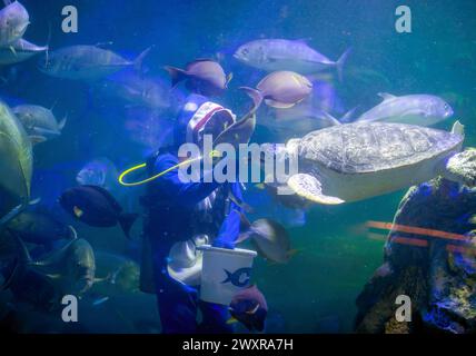 Chiang mai, Thaïlande. 01st Apr, 2024. Un plongeur thaïlandais en costume de requin nourrit divers poissons pour célébrer l'ouverture de l'aquarium zoo de Chiang mai, à Chiang mai. Le Chiang mai Zoo Aquarium il y a un tunnel souterrain dans le bâtiment qui est un tunnel d'eau douce et un tunnel maritime et reliés entre eux par un chemin de marche automatique et est le plus long en Asie du Sud-est et la longueur totale est de 133 mètres. La longueur du tunnel maritime est de 66,5 mètres et le tunnel d'eau douce est de 66,5 mètres. Crédit : SOPA images Limited/Alamy Live News Banque D'Images