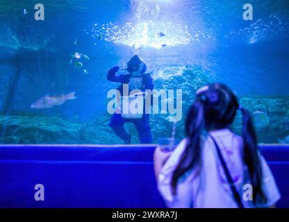 Chiang mai, Thaïlande. 01st Apr, 2024. Une fille regarde un plongeur thaïlandais nourrissant divers poissons pour célébrer l'ouverture de l'aquarium zoo de Chiang mai, à Chiang mai. Le Chiang mai Zoo Aquarium il y a un tunnel souterrain dans le bâtiment qui est un tunnel d'eau douce et un tunnel maritime et reliés entre eux par un chemin de marche automatique et est le plus long en Asie du Sud-est et la longueur totale est de 133 mètres. La longueur du tunnel maritime est de 66,5 mètres et le tunnel d'eau douce est de 66,5 mètres. Crédit : SOPA images Limited/Alamy Live News Banque D'Images