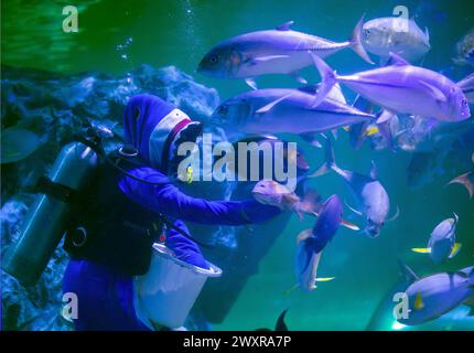 Chiang mai, Thaïlande. 01st Apr, 2024. Un plongeur thaïlandais en costume de requin nourrit divers poissons pour célébrer l'ouverture de l'aquarium zoo de Chiang mai, à Chiang mai. Le Chiang mai Zoo Aquarium il y a un tunnel souterrain dans le bâtiment qui est un tunnel d'eau douce et un tunnel maritime et reliés entre eux par un chemin de marche automatique et est le plus long en Asie du Sud-est et la longueur totale est de 133 mètres. La longueur du tunnel maritime est de 66,5 mètres et le tunnel d'eau douce est de 66,5 mètres. Crédit : SOPA images Limited/Alamy Live News Banque D'Images