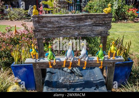 Exposition de canards assis dans un magasin de curiosités sur Tambourine Mountains Popular Gallery Walk, Tamborine Mountain, Scenic Rim, South East Queensland, Australie Banque D'Images