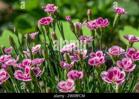 Mini oeillet Pink Kisses, Dianthus Pink Kisses fleurs fleurissant dans le jardin. Banque D'Images