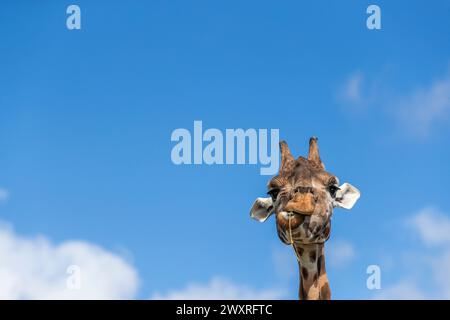 Drôle de girafe. Les girafes de Rothschild. Jour férié au parc safari Longleat. Banque D'Images