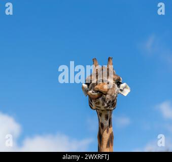 Drôle de girafe. Les girafes de Rothschild. Jour férié au parc safari Longleat. Banque D'Images