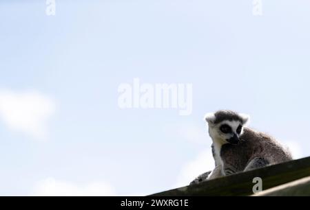 Lémurien à queue annulaire. Jour férié au parc safari Longleat. Banque D'Images