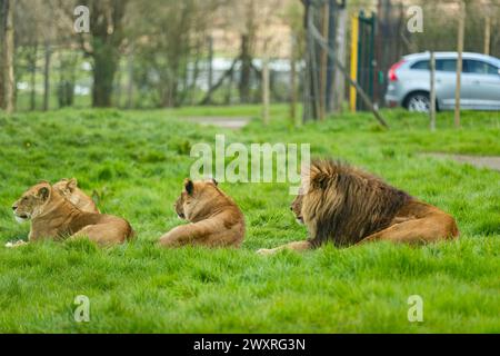 Fierté du lion paressant dans l'herbe. Jour férié au Longleat Safari Park. Banque D'Images