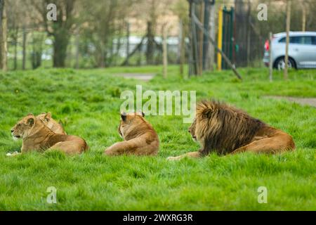 Fierté du lion paressant dans l'herbe. Jour férié au Longleat Safari Park. Banque D'Images