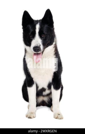 Joyeux chien ours de carélie assis. Isolé sur un fond blanc propre Banque D'Images