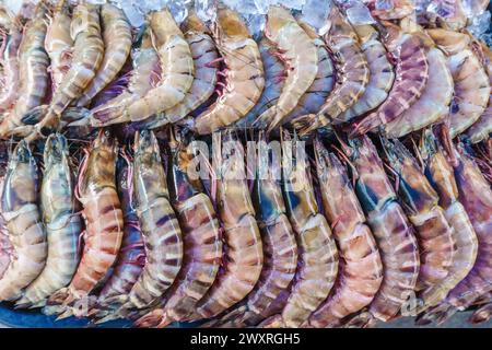 Gros plan sur une variété de homards frais colorés exposés au marché aux poissons. Banque D'Images