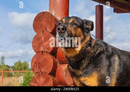 Chien Rottweiler assis près de la maison, chien de garde Banque D'Images