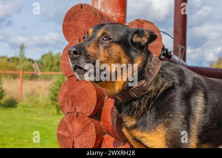 Chien Rottweiler assis près de la maison, chien de garde Banque D'Images