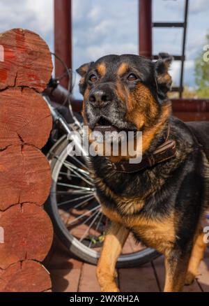 Chien Rottweiler assis près de la maison, chien de garde Banque D'Images