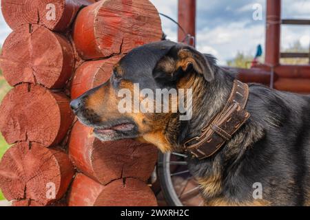 Chien Rottweiler assis près de la maison, chien de garde Banque D'Images