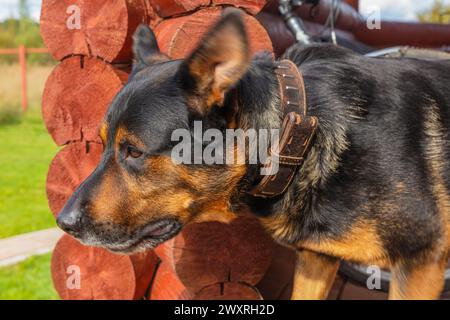 Chien Rottweiler assis près de la maison, chien de garde Banque D'Images