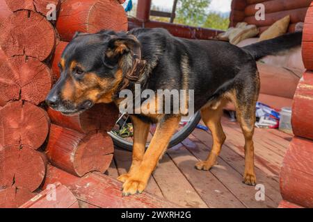 Chien Rottweiler assis près de la maison, chien de garde Banque D'Images