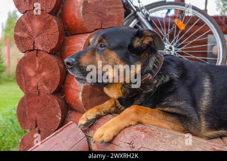 Chien Rottweiler assis près de la maison, chien de garde Banque D'Images