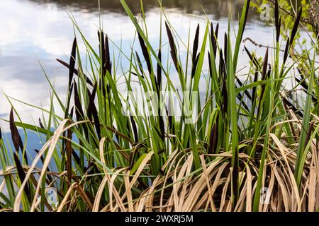 Carex acuta - trouvé croissant sur les bords des rivières et des lacs dans les écorégions terrestres Palaearctiques dans des lits de dep humide, alcalin ou légèrement acide Banque D'Images