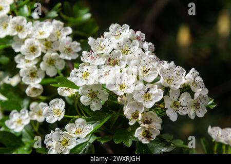 Gros plan d'une branche de midland hawthorn ou crataegus laevigata avec un arrière-plan flou photographié dans le jardin d'herbes et de plantes médicinales. Banque D'Images