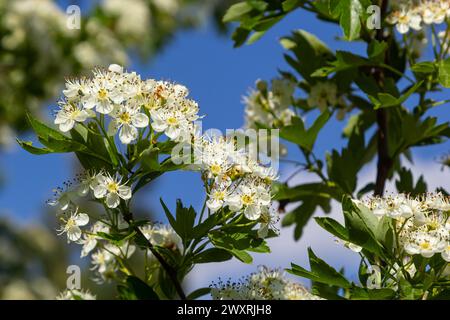 Gros plan d'une branche de midland hawthorn ou crataegus laevigata avec un arrière-plan flou photographié dans le jardin d'herbes et de plantes médicinales. Banque D'Images