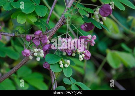 Akebia quinata, vigne chocolat, racèmes aux fleurs rougeâtres-violettes Banque D'Images