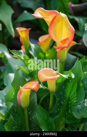 Zantedeschia Captain Brunello, Arum Lily, Calla Lily, fleurs en forme d'entonnoir, ombres de coucher de soleil, extérieur vert Banque D'Images