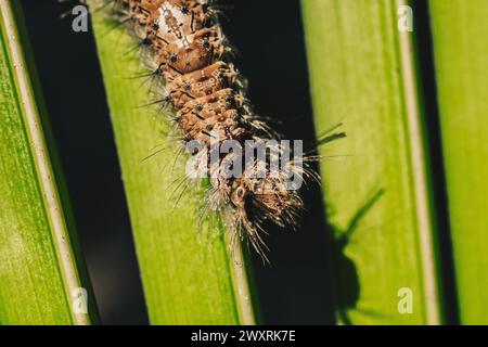 Mignon belle pelucheuse brun clair grande chenille sur la feuille. Interaction avec la nature sauvage beauté faune Entomology image Banque D'Images